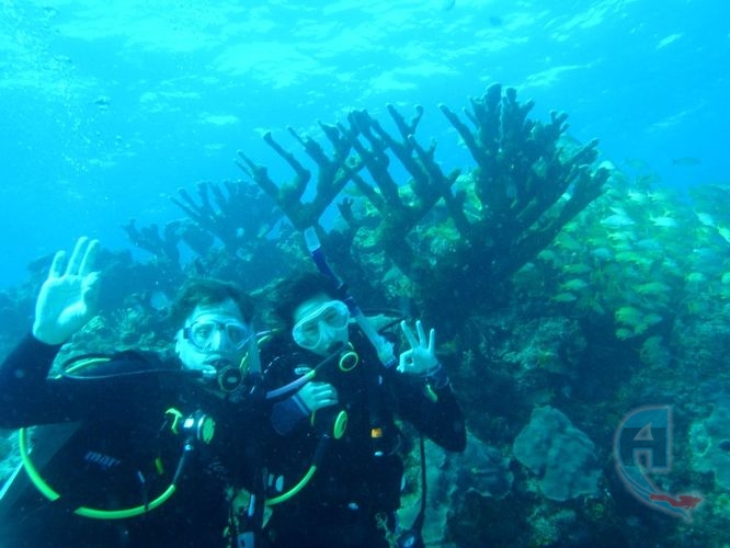 corales cuerno de alce